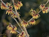 Hamamelis Cyrille 2015 02 07 3119
